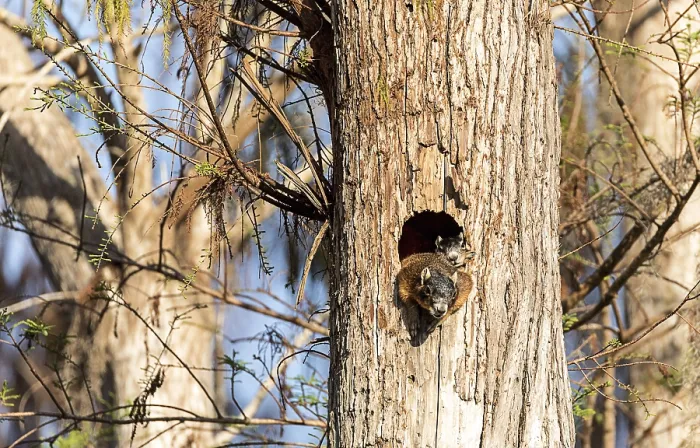 Framed Print : Baby Fox squirrel kit Sciurus niger peers over the top of its mother in the nest made from the hole in a tree in Naples Framed Print : Baby Fox squirrel kit Sciurus niger peers over the top of its mother in the nest made from the hole in a tree in Naples