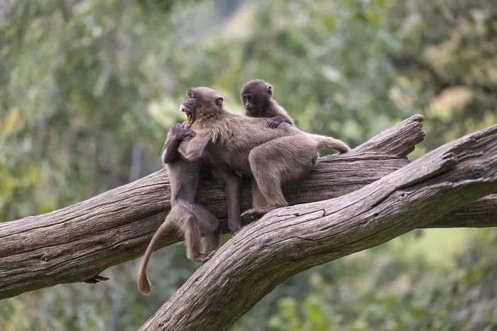 Framed Print : Three baby Gelada (Theropithecus gelada)