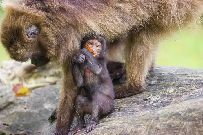 Framed Print : A baby Gelada (Theropithecus gelada)
