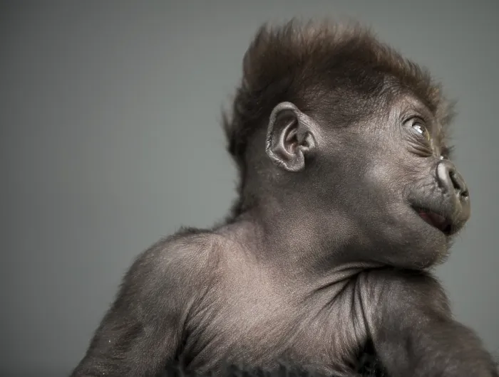 Framed Print : A baby gorilla with brown fur and a playful expression against a gray background