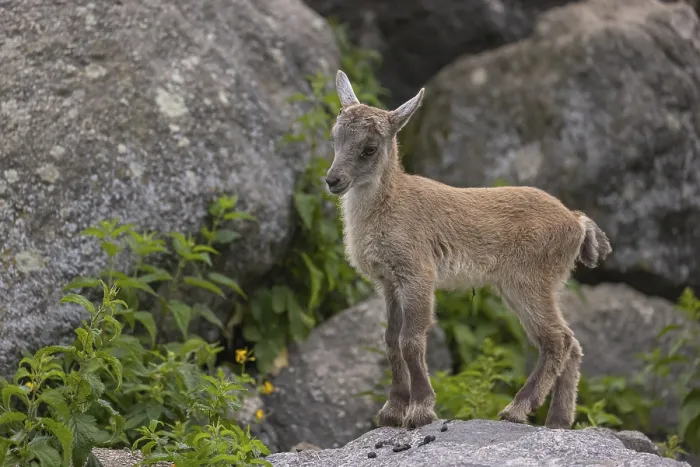 Framed Print : One baby ibex (Capra ibex) climbing on rocks