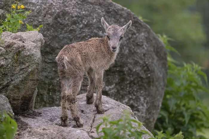 Framed Print : One baby ibex (Capra ibex) climbing on rocks