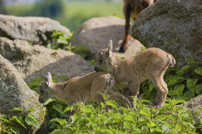 Framed Print : Two baby ibex (Capra ibex) play on a rocks