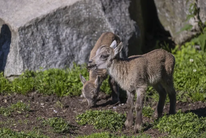 Framed Print : Two baby ibex (Capra ibex) standing on grass between rocks