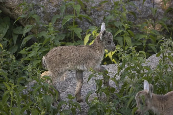 Framed Print : Two baby ibex (Capra ibex) standing in green vegetation