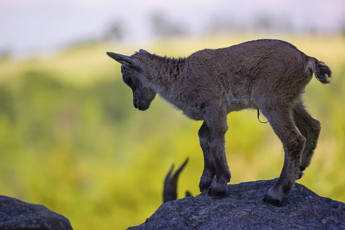 Framed Print : One baby ibex (Capra ibex) stands on a rock Framed Print : One baby ibex (Capra ibex) stands on a rock