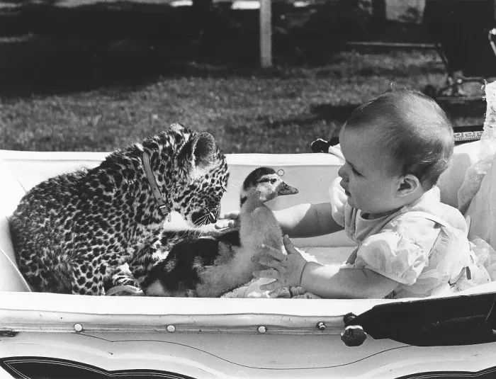 Framed Print : Baby with leopard and duck in a stroller