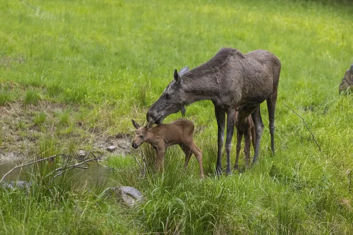 Framed Print : Two baby moose or elk (19 days old) Framed Print : Two baby moose or elk (19 days old)