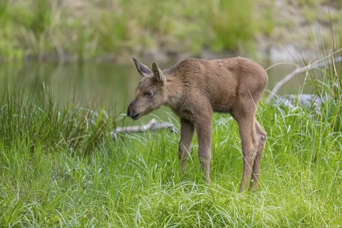 Framed Print : One baby moose or elk, Alces alces Framed Print : One baby moose or elk, Alces alces