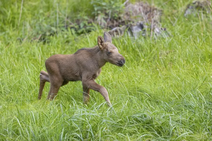 Framed Print : One baby moose or elk, Alces alces