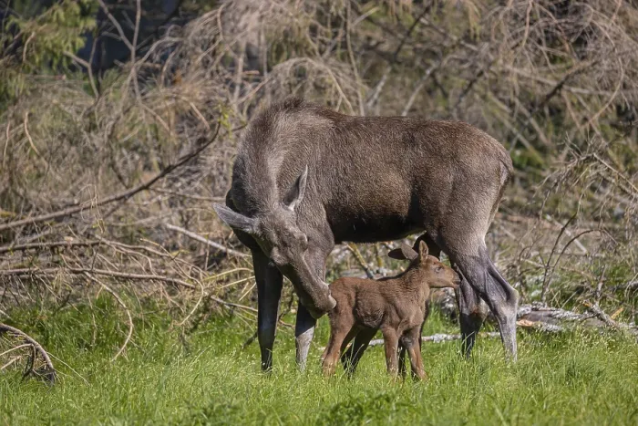 Framed Print : Two baby moose or elk getting suckled by their mother Framed Print : Two baby moose or elk getting suckled by their mother