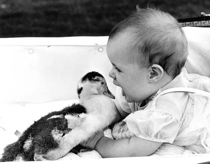 Framed Print : Baby plays with duck, England, Great Britain