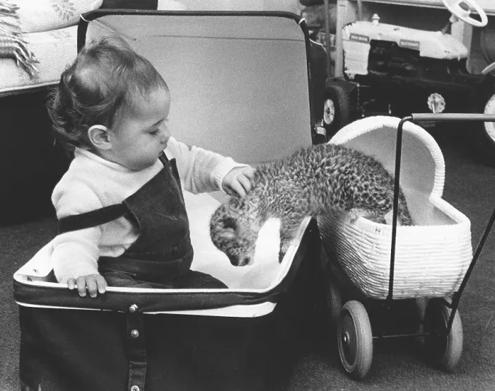 Framed Print : Baby and small cat in a stroller