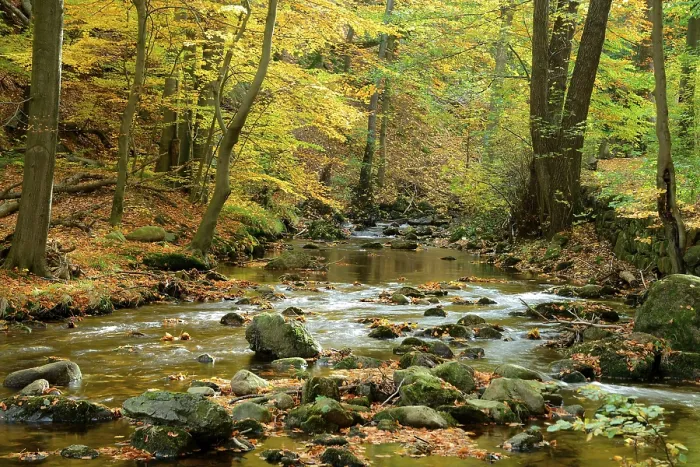 Framed Print : Bach with autumn leaves, Ilse, in the Ilse valley