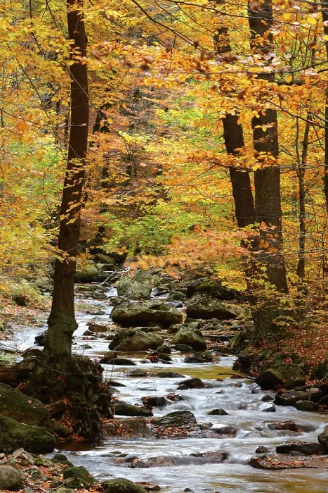 Framed Print : Bach with autumn leaves, Ilse, in the Ilse valley