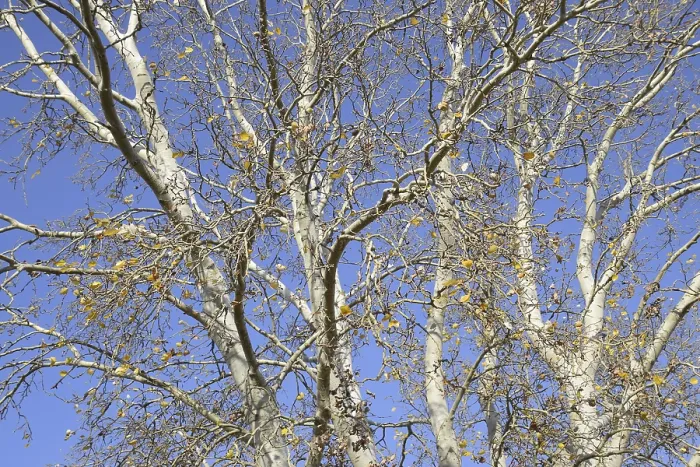 Framed Print : Background of the branches of a silver poplar Framed Print : Background of the branches of a silver poplar