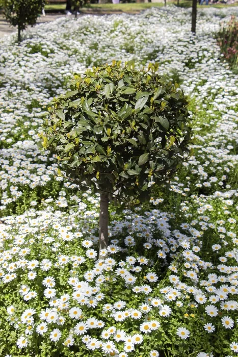 Framed Print : Background flowers of white daisies in the flower bed Framed Print : Background flowers of white daisies in the flower bed