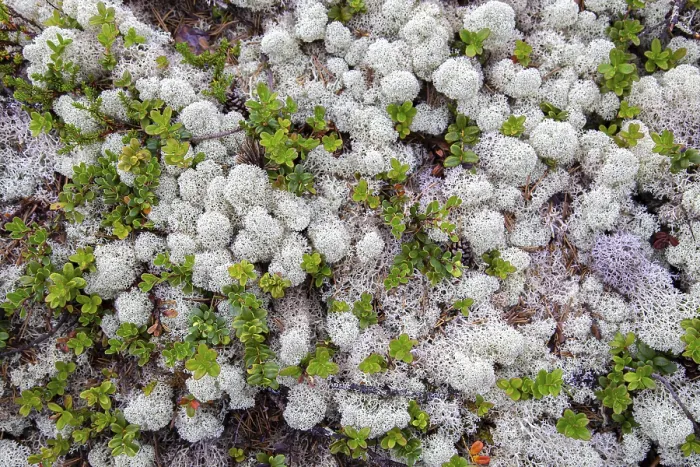 Framed Print : Background White reindeer moss an important food source in arctic regions for reindeer Framed Print : Background White reindeer moss an important food source in arctic regions for reindeer