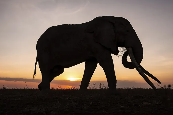 Framed Print : Backlight, African elephant (Loxodonta africana) Framed Print : Backlight, African elephant (Loxodonta africana)