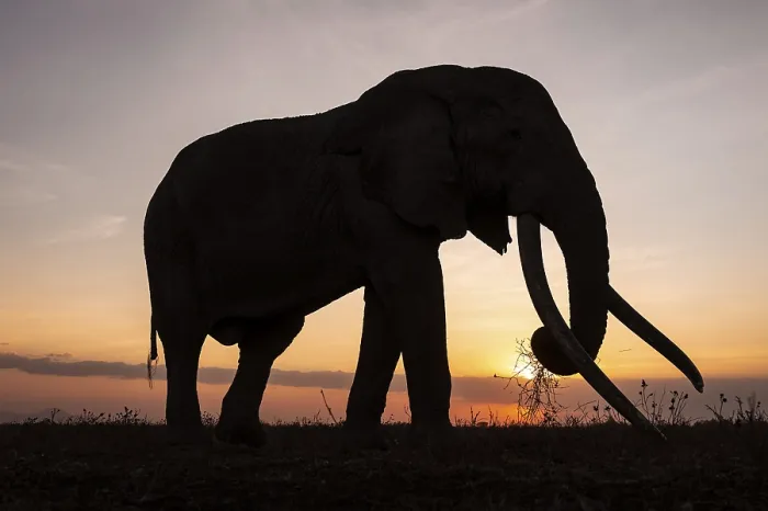 Framed Print : Backlight, African elephant (Loxodonta africana)