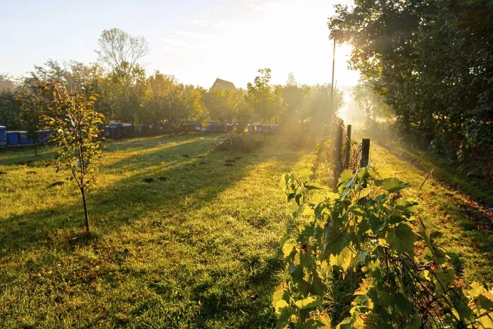Framed Print : Backlight of early morning autumn Sun