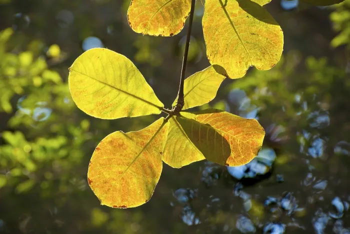 Framed Print : Backlit leaves of Almond tree (Terminalia Catappa Linn) near Juhu beach