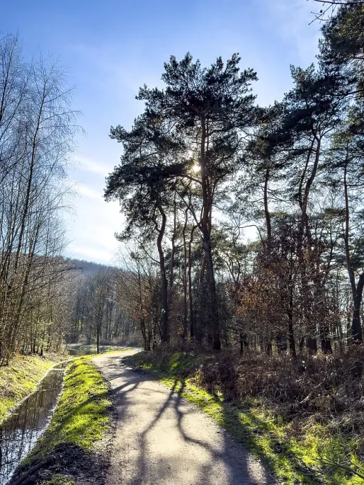 Framed Print : Backlit photograph with shade from trees on hiking trail cycle path through Kirchheller Schwarze Heide in spring Framed Print : Backlit photograph with shade from trees on hiking trail cycle path through Kirchheller Schwarze Heide in spring