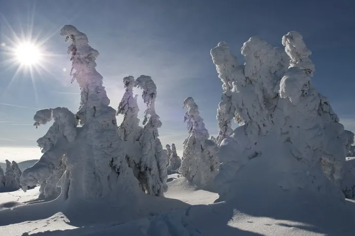 Framed Print : Backlit snow-covered pines, winter on Mt Brocken in the Harz