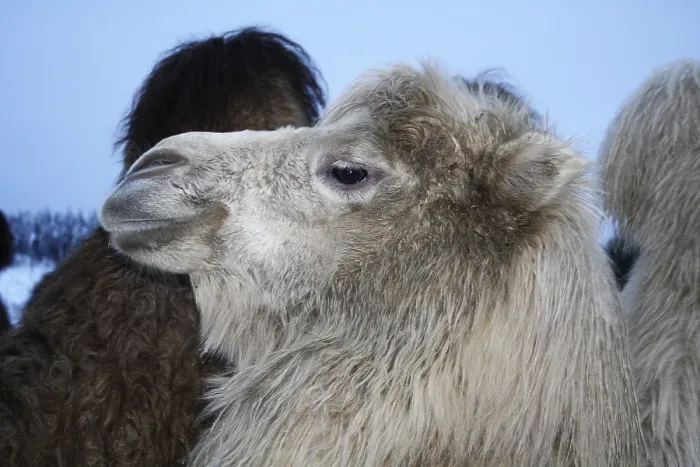 Framed Print : Bactrian camel (Camelus ferus) Framed Print : Bactrian camel (Camelus ferus)
