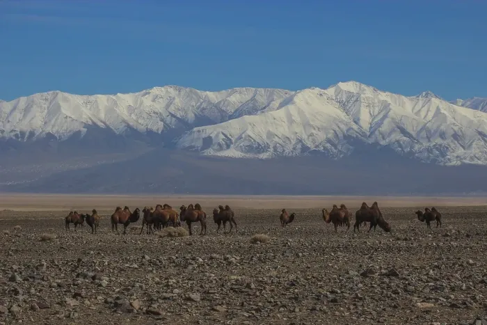 Framed Print : Bactrian camels (Camelus bactrianus) in Mongolian steppe
