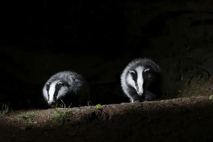 Framed Print : Badger, european badgers (Meles meles)