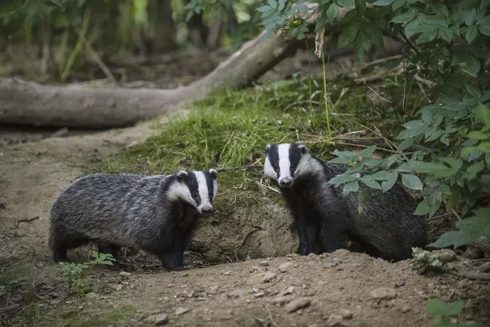 Framed Print : Badger, european badgers (Meles meles)