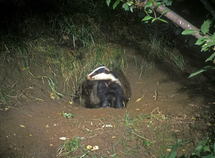 Framed Print : Badger, european badgers (Meles meles) Framed Print : Badger, european badgers (Meles meles)