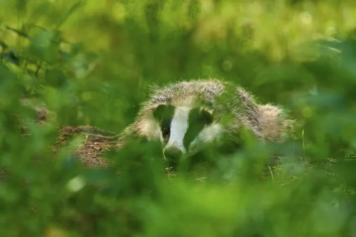 Framed Print : A badger hides in the dense green of the forest