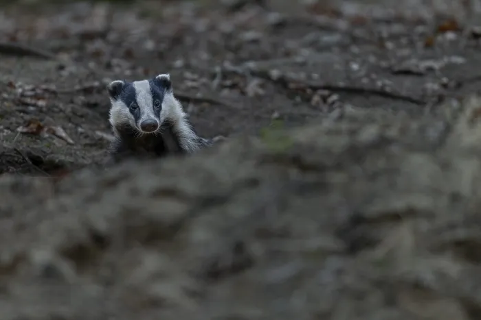 Framed Print : The badger (Meles meles) cautiously leaves its den