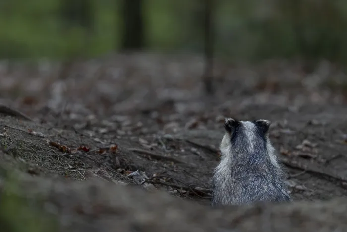 Framed Print : Before the badger (Meles meles) leaves its den completely