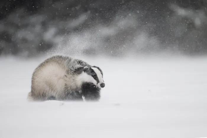 Framed Print : Badger in the snow, Wittlich, Rhineland-Palatinate Framed Print : Badger in the snow, Wittlich, Rhineland-Palatinate