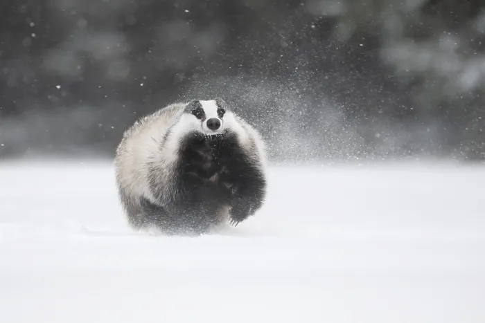 Framed Print : Badger in the snow, Wittlich, Rhineland-Palatinate