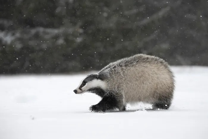 Framed Print : Badger in the snow, Wittlich, Rhineland-Palatinate