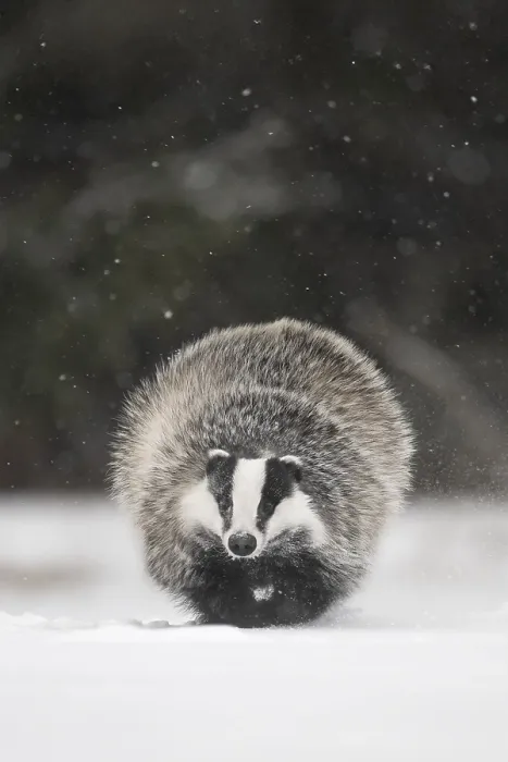 Framed Print : Badger in the snow, Wittlich, Rhineland-Palatinate