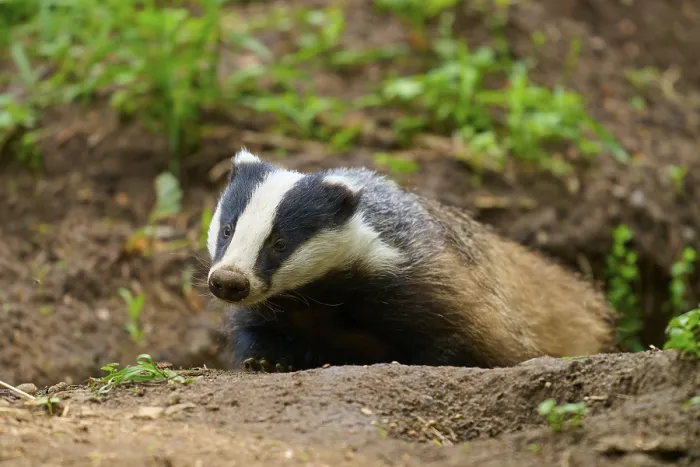 Framed Print : A badger spies through the earth in the forest