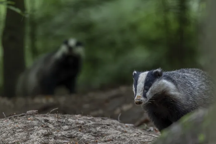 Framed Print : Badgers (Meles meles) become active at dusk Framed Print : Badgers (Meles meles) become active at dusk
