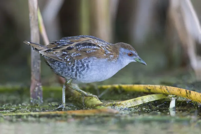 Framed Print : Baillon's Crake (Porzana pusilla palustris) foraging
