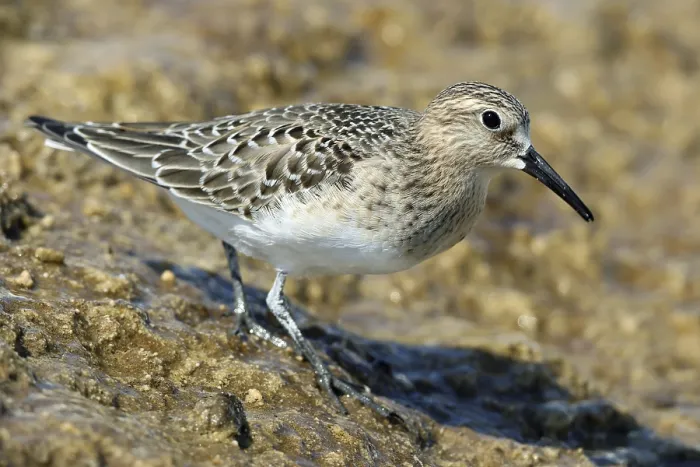 Framed Print : Baird's sandpiper, Mammoth Hot Springs