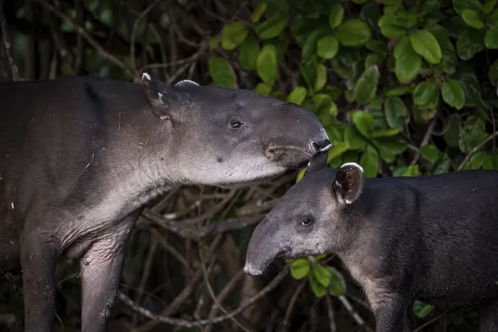 Framed Print : Baird's tapir (Tapirus bairdii)