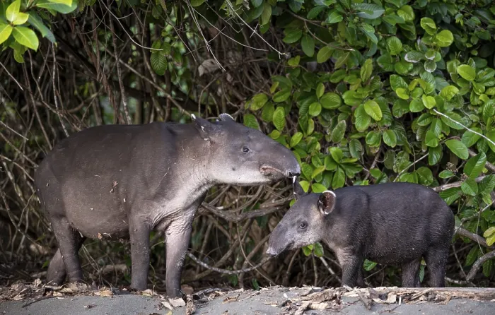 Framed Print : Baird's tapir (Tapirus bairdii) Framed Print : Baird's tapir (Tapirus bairdii)