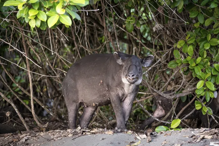 Framed Print : Baird's tapir (Tapirus bairdii)