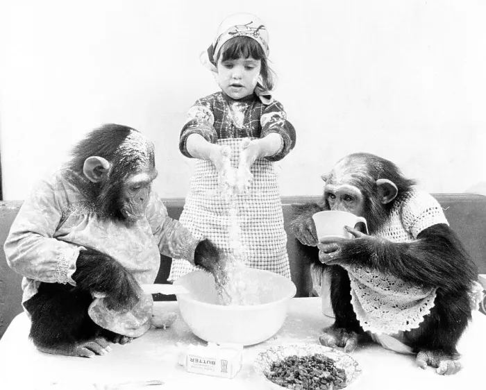 Framed Print : Baking chimpanzees with girls, England Framed Print : Baking chimpanzees with girls, England