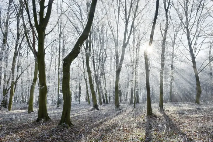 Framed Print : Bald beech forest with hoarfrost in winter