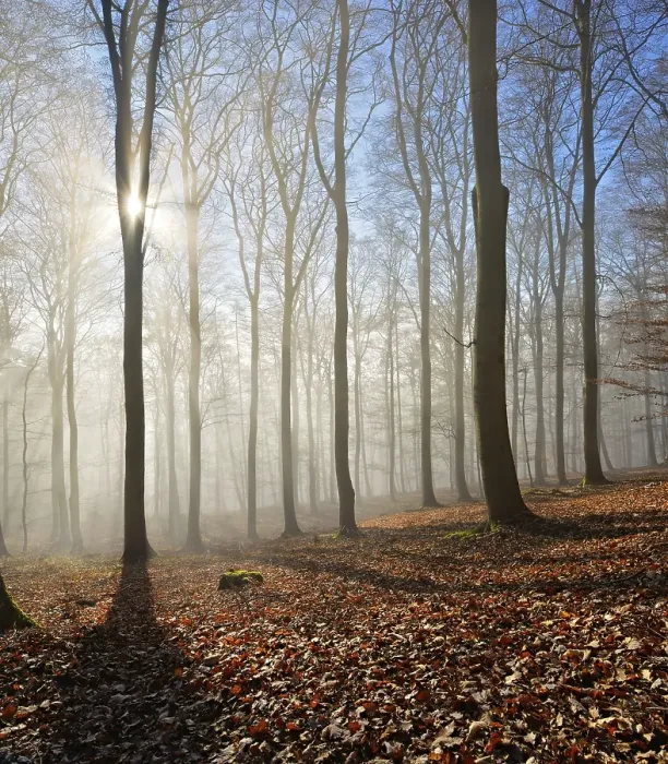 Framed Print : Bald beech forest in winter, sun rays penetrate through fog